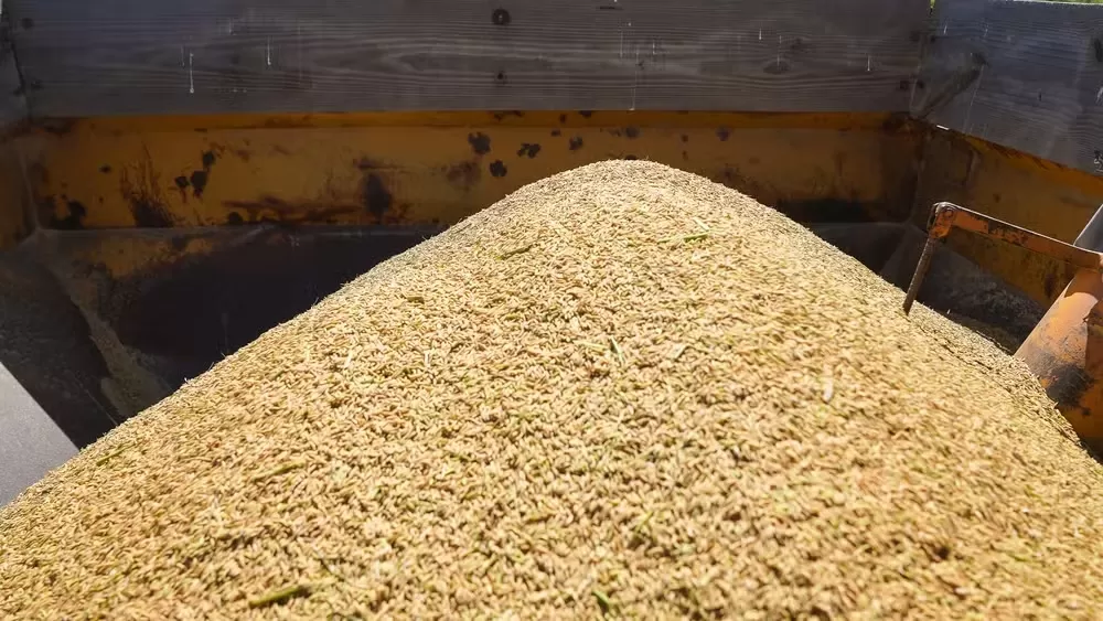 Tribunal suspende liminar que impedia leilão de arroz