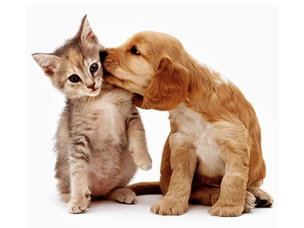 Bichinho de estimação