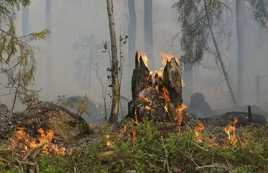 Brasil tem área queimada equivalente ao território da Itália