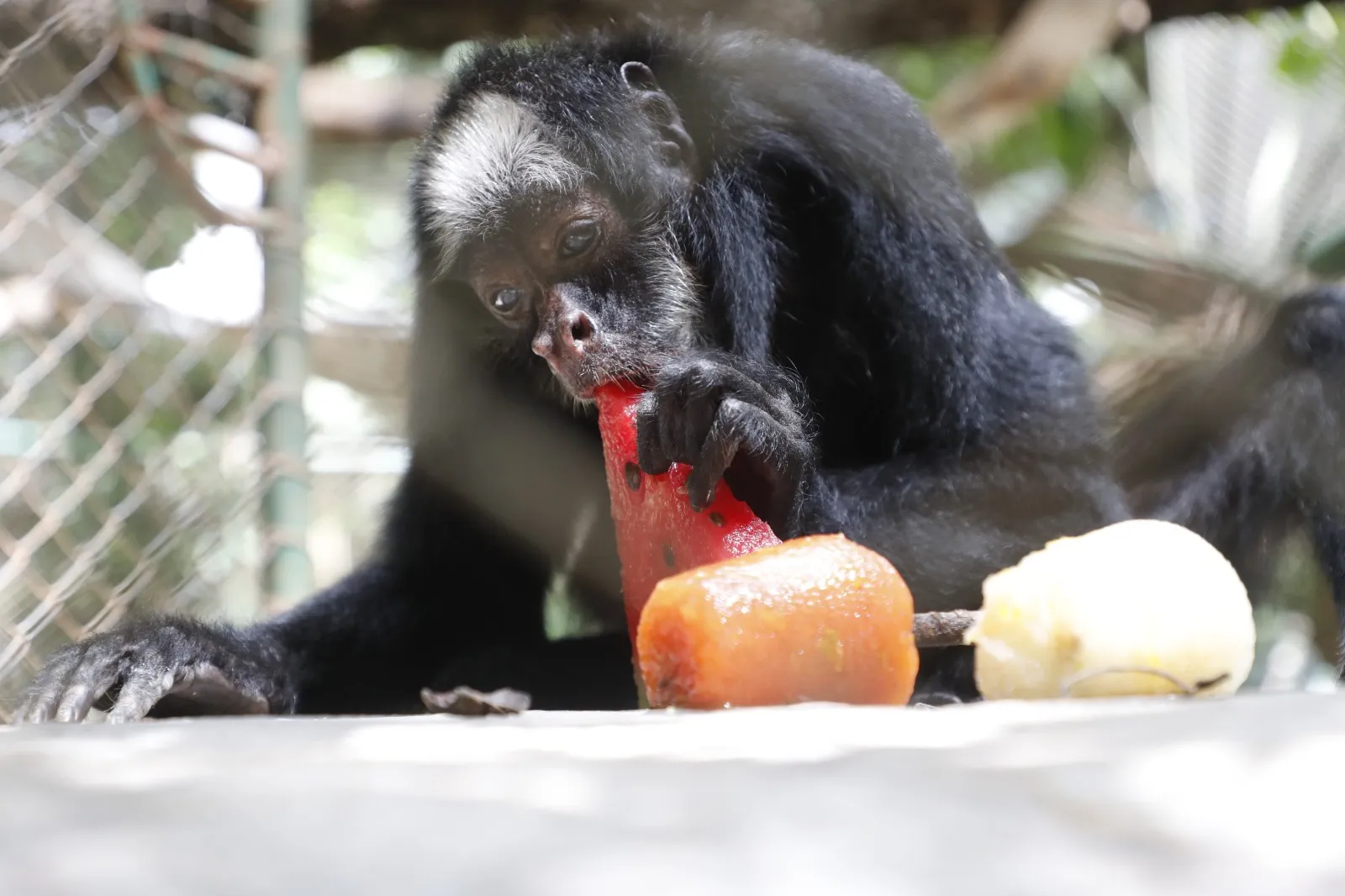 Zoológico de Cascavel adota cuidados especiais para manter bem-estar dos animais no calor intenso do verão