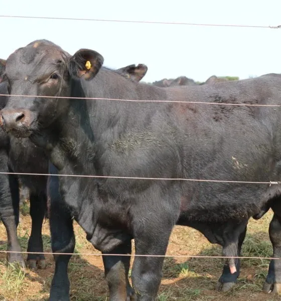 Show Rural Coopavel destacará genética e negócios na pecuária