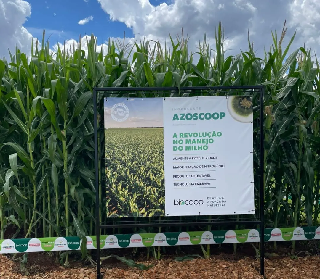 Novo inoculante para milho promete revolucionar a produtividade com sustentabilidade