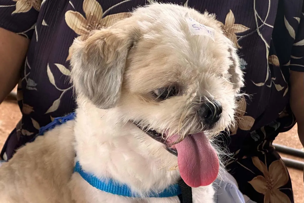 Mutirão do CastraPet vai passar por 26 municípios do Paraná em março