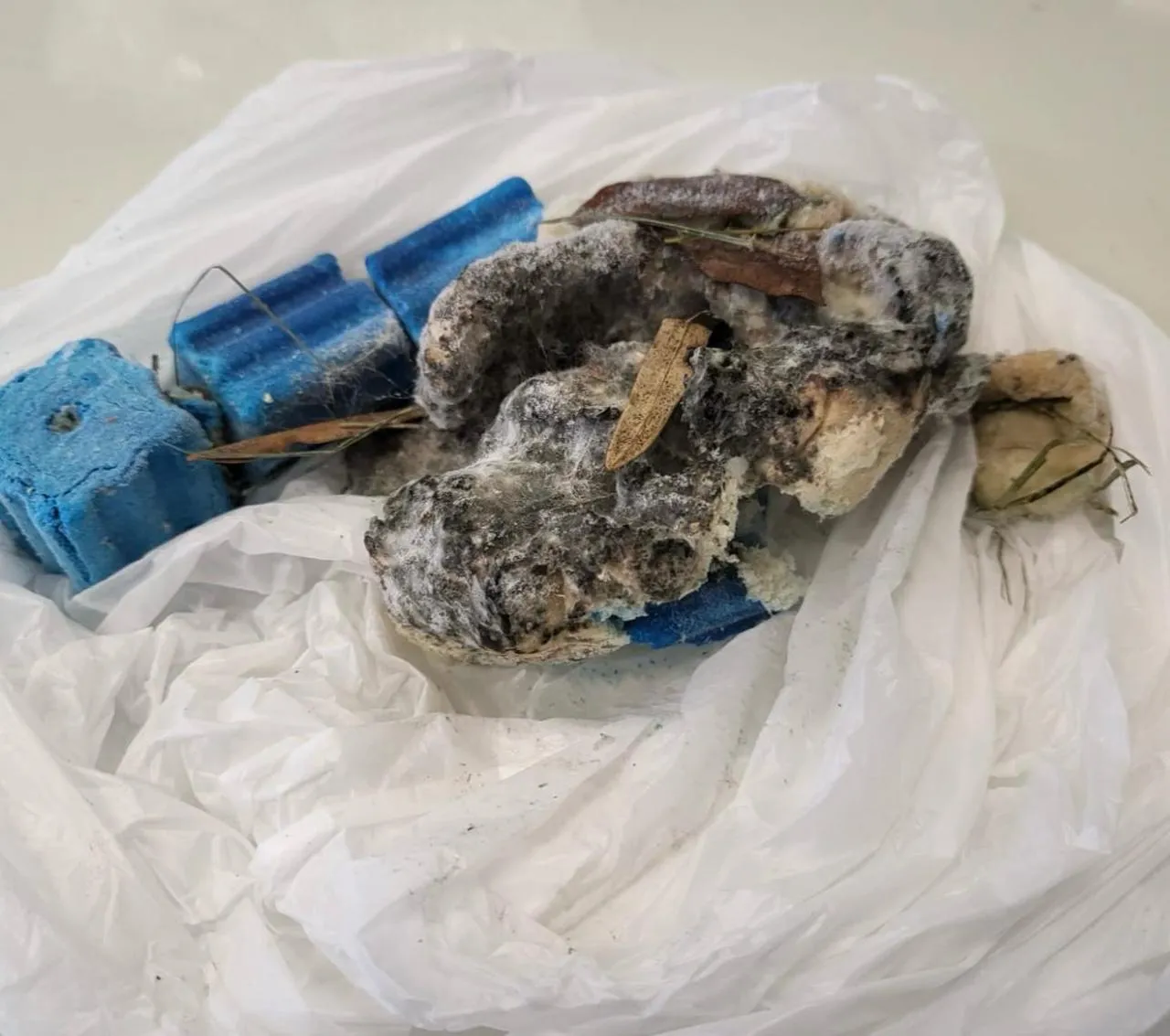 Homem é suspeito de envenenar vários animais em Pinhais