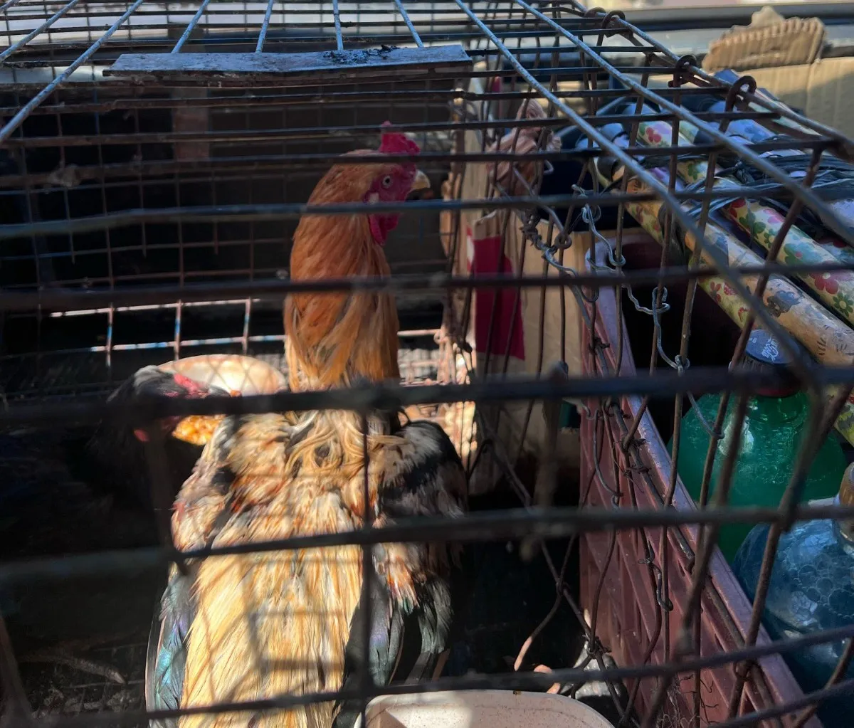 Motorista é preso utilizando galinhas para disfarçar transporte de drogas em Ubiratã