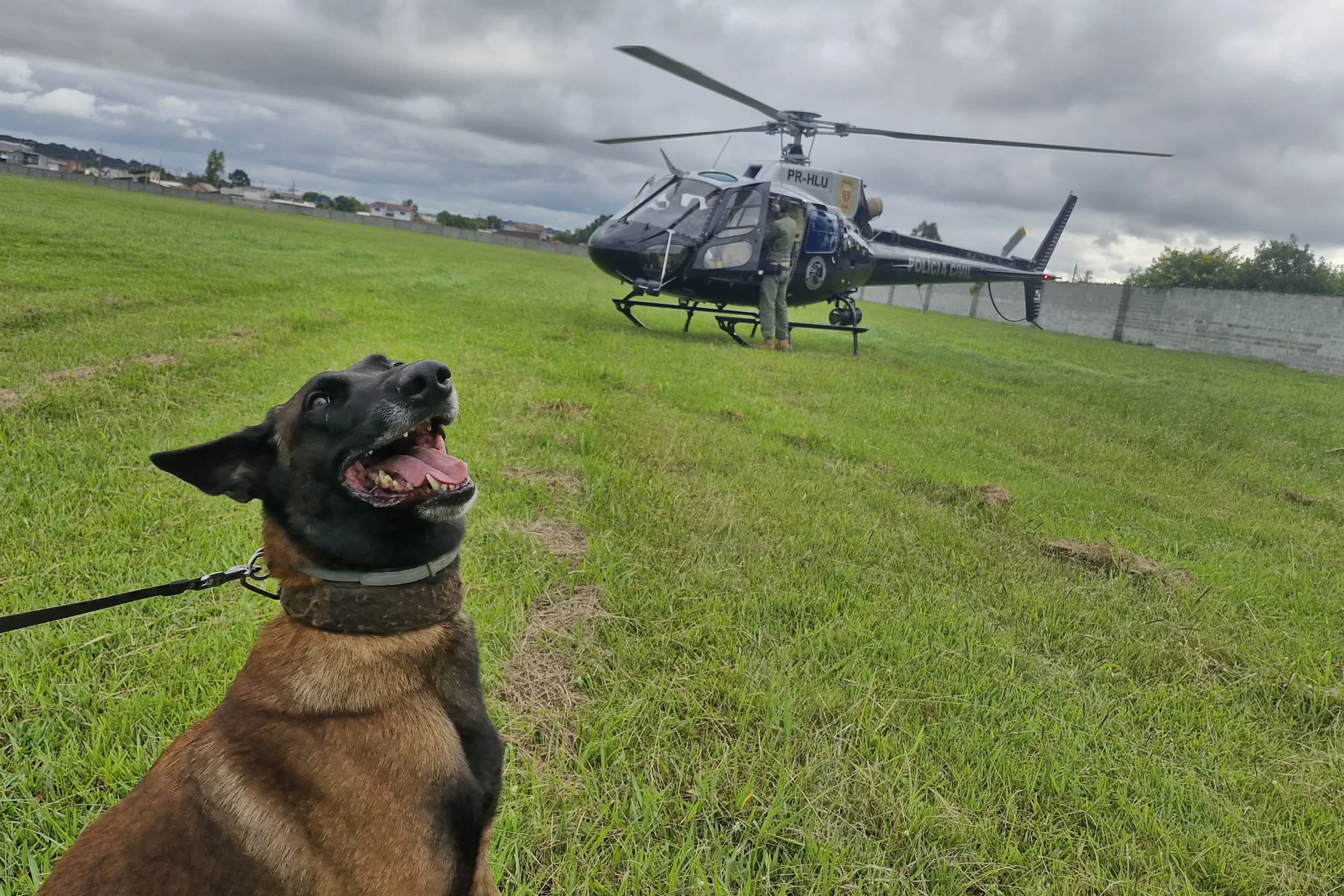 Pela 1ª vez, PCPR treina cães farejadores em aeronaves para ambientação de operações