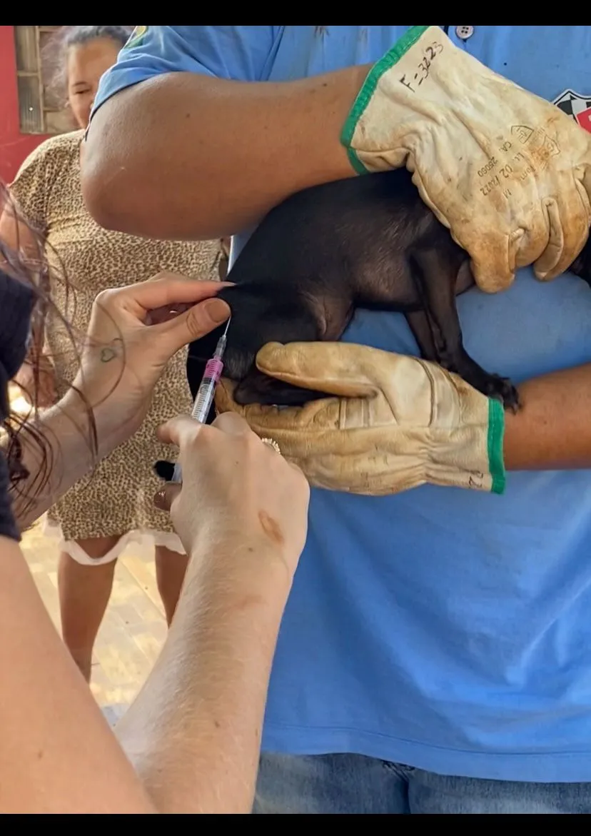 Secretaria de Meio Ambiente lança cadastro online para vacinação de pets