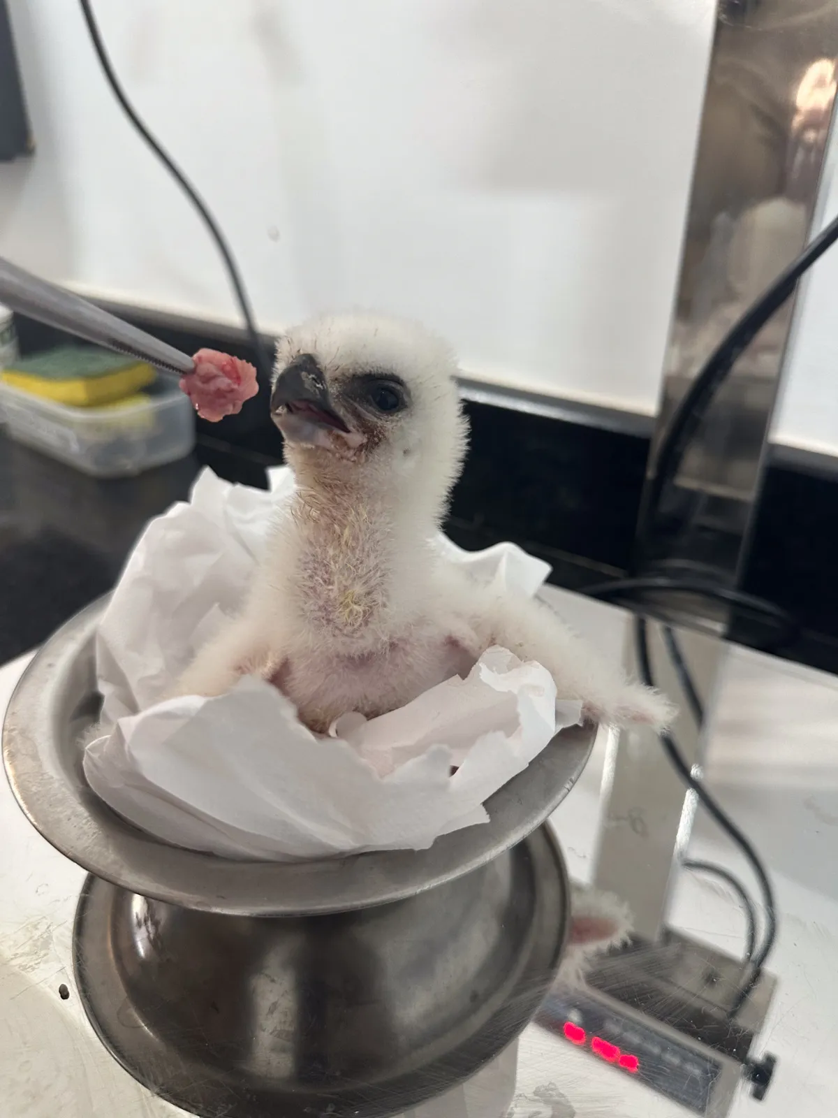 Nasce 57ª filhote de harpia no Refúgio da Itaipu