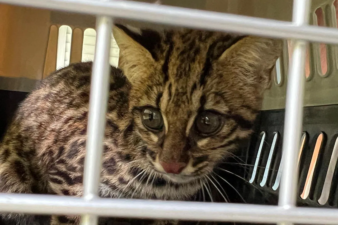 IAT devolve à natureza gato-do-mato-pequeno que ficou à deriva em rio no Litoral