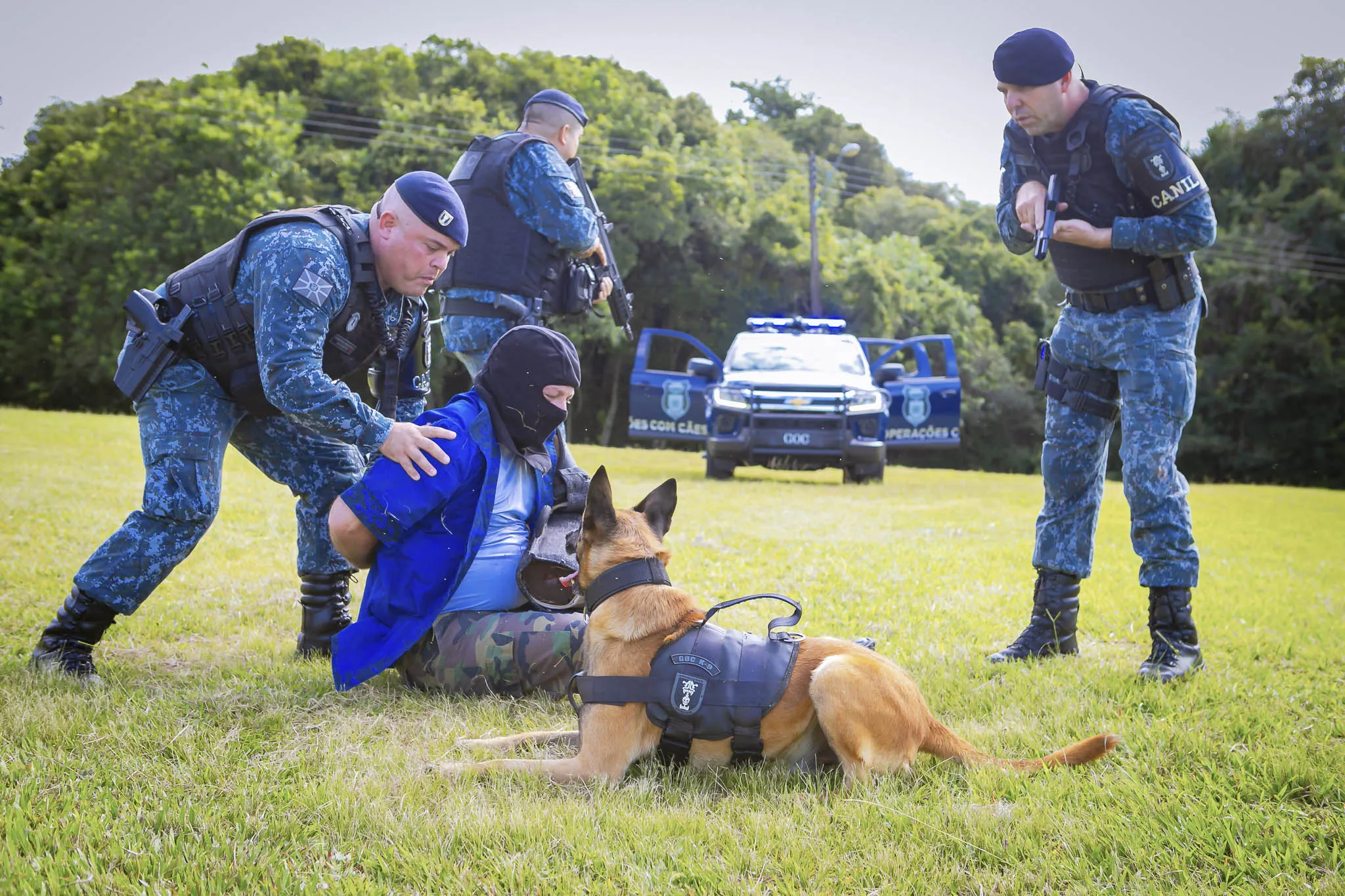 Cães da Guarda Municipal reforçam o combate à criminalidade em Curitiba