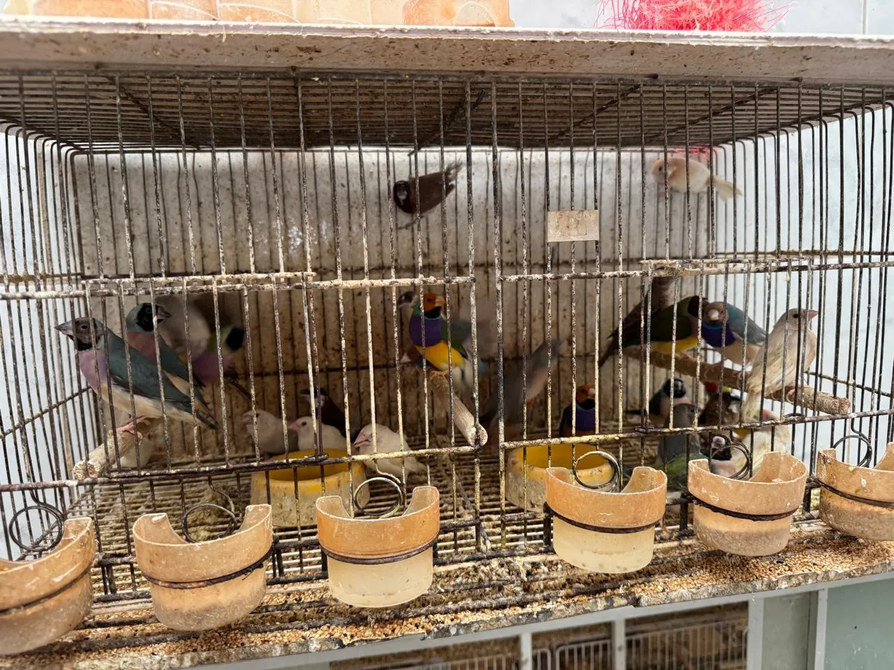 Polícia resgata mais de 5 mil aves exóticas de situação de maus tratos