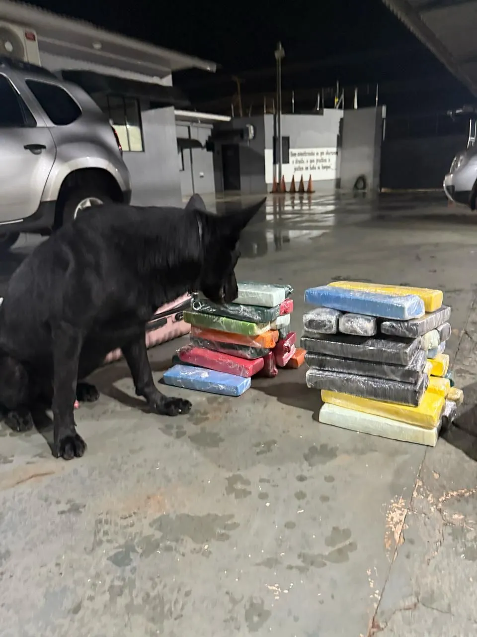 Cães farejadores do BPRv apreendem quase 40 kg de maconha em ônibus