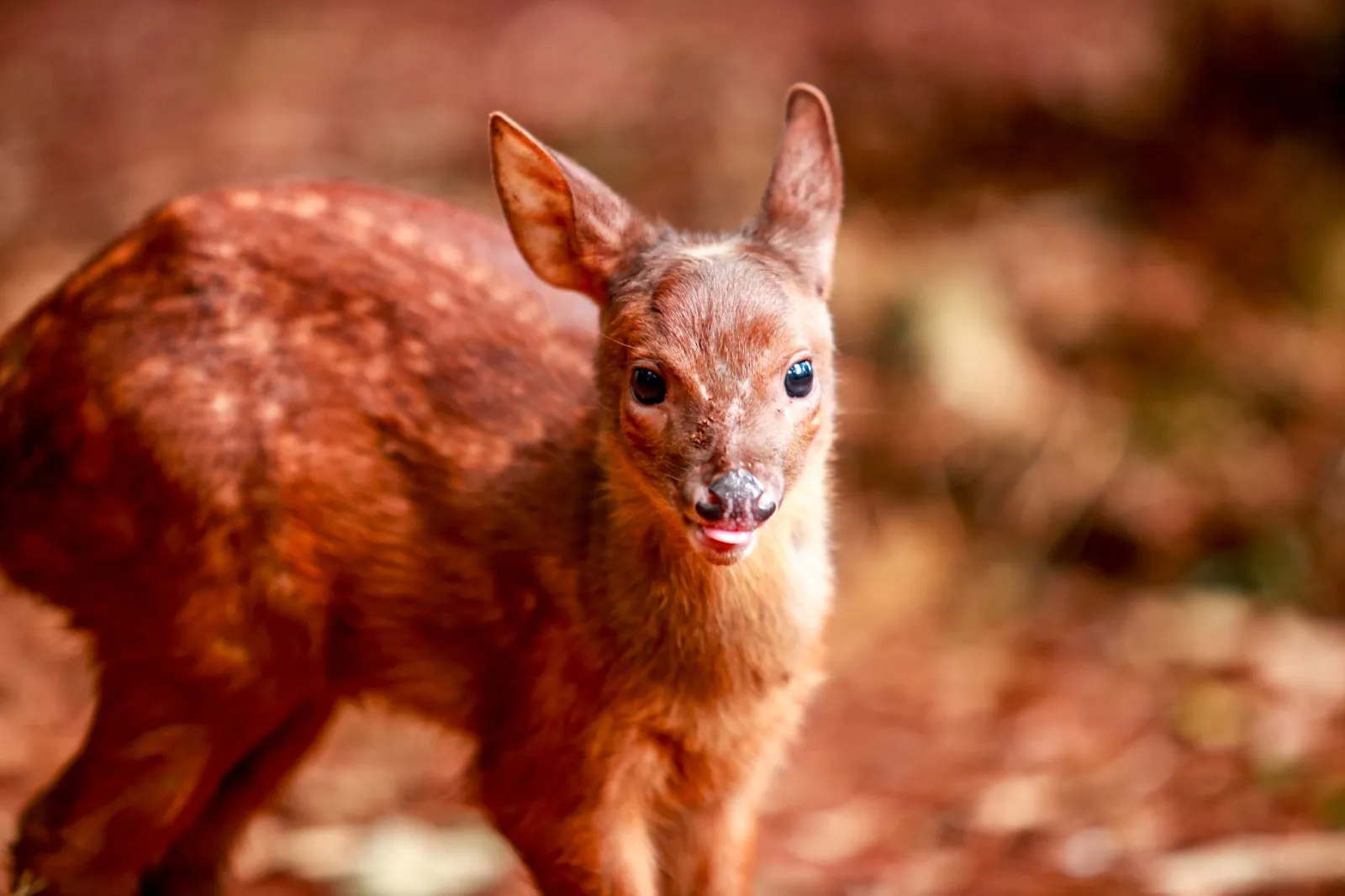 Zoo tem 12 novos moradores que nasceram no parque neste ano e cascavelenses poderão decidir nome de um deles