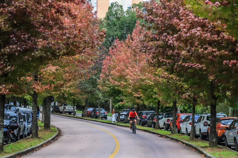 Curitiba lidera arborização viária no Sul e Sudeste, revela IBGE