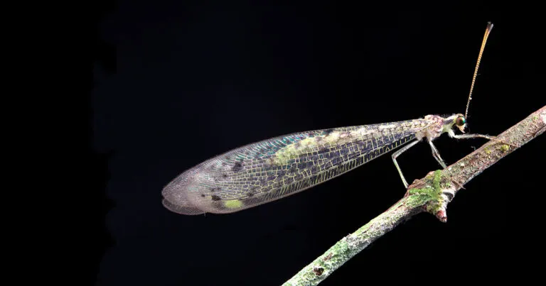 Amazônias desconhecidas: o desafio de estudar os insetos muito acima do solo