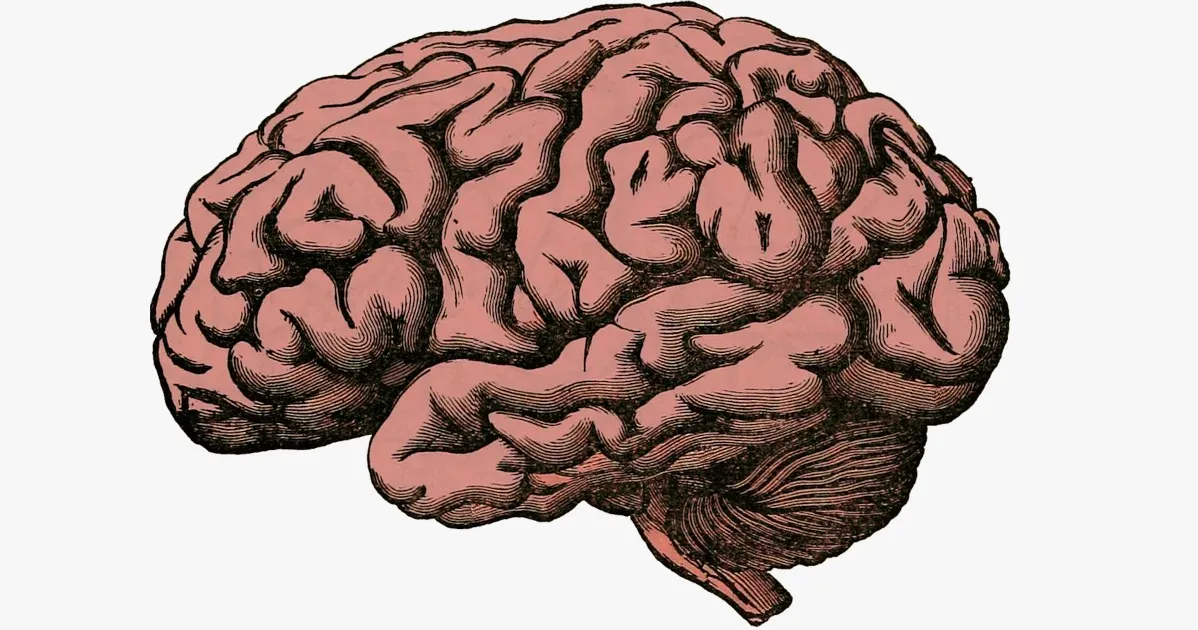 Os fósseis e a mente