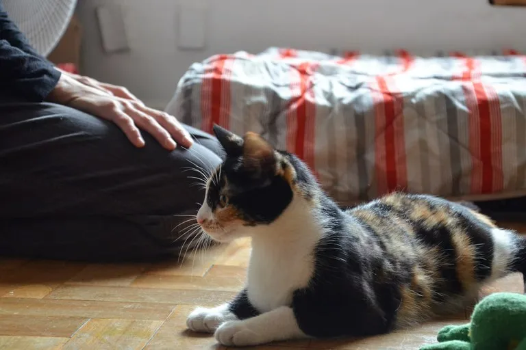 Pandemia trouxe crescimento na interação positiva entre gatos e tutores