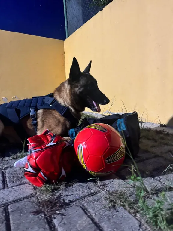 Messi, cão farejador da PRF, localiza drogas escondidas em bolas de futebol