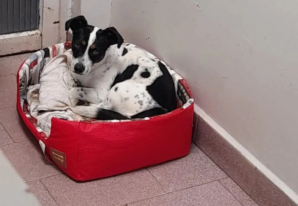 Juíza reconhece cachorro como parte em ação e determina indenização ao animal no Paraná