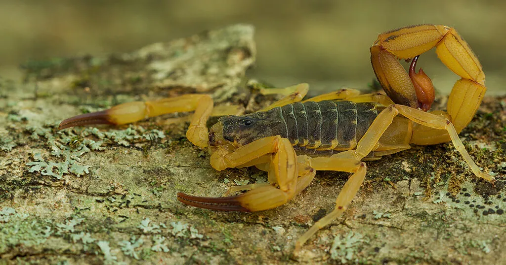 “Epidemia silenciosa” de picadas de escorpião no Brasil: casos quase triplicam
