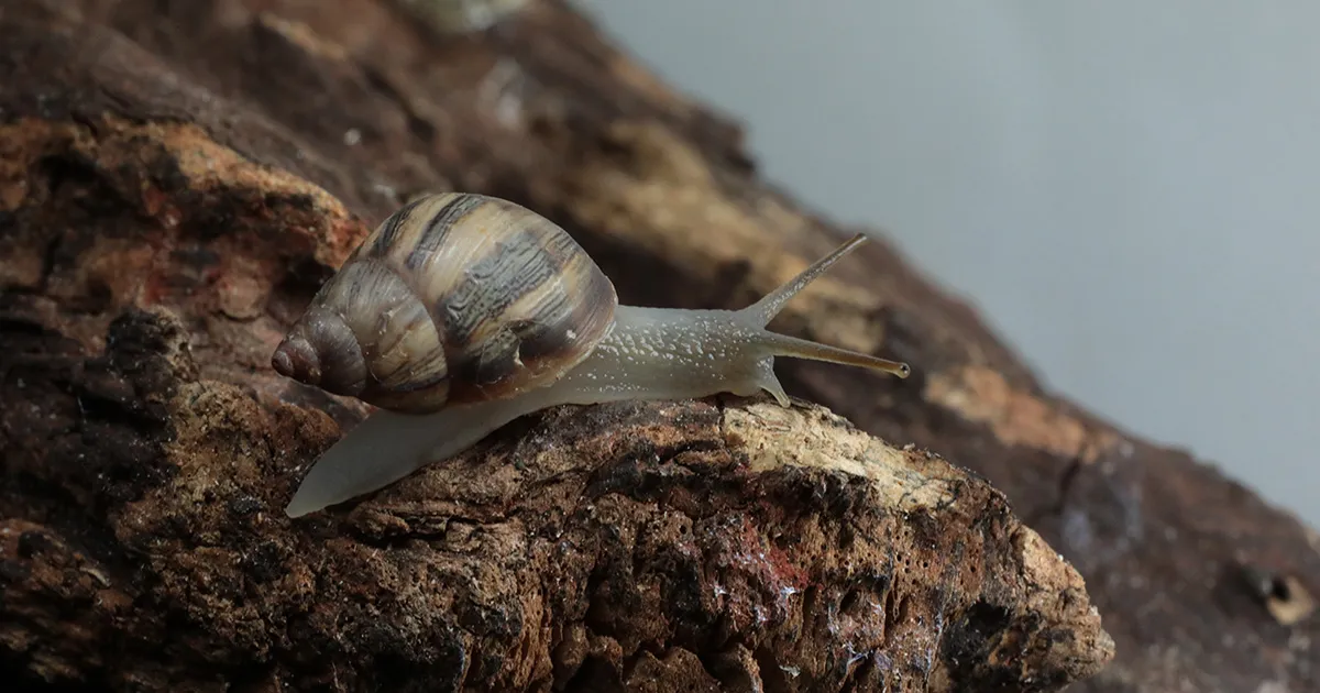 Espécie de caracol “esquecida” pela ciência tem presença ampla no Brasil
