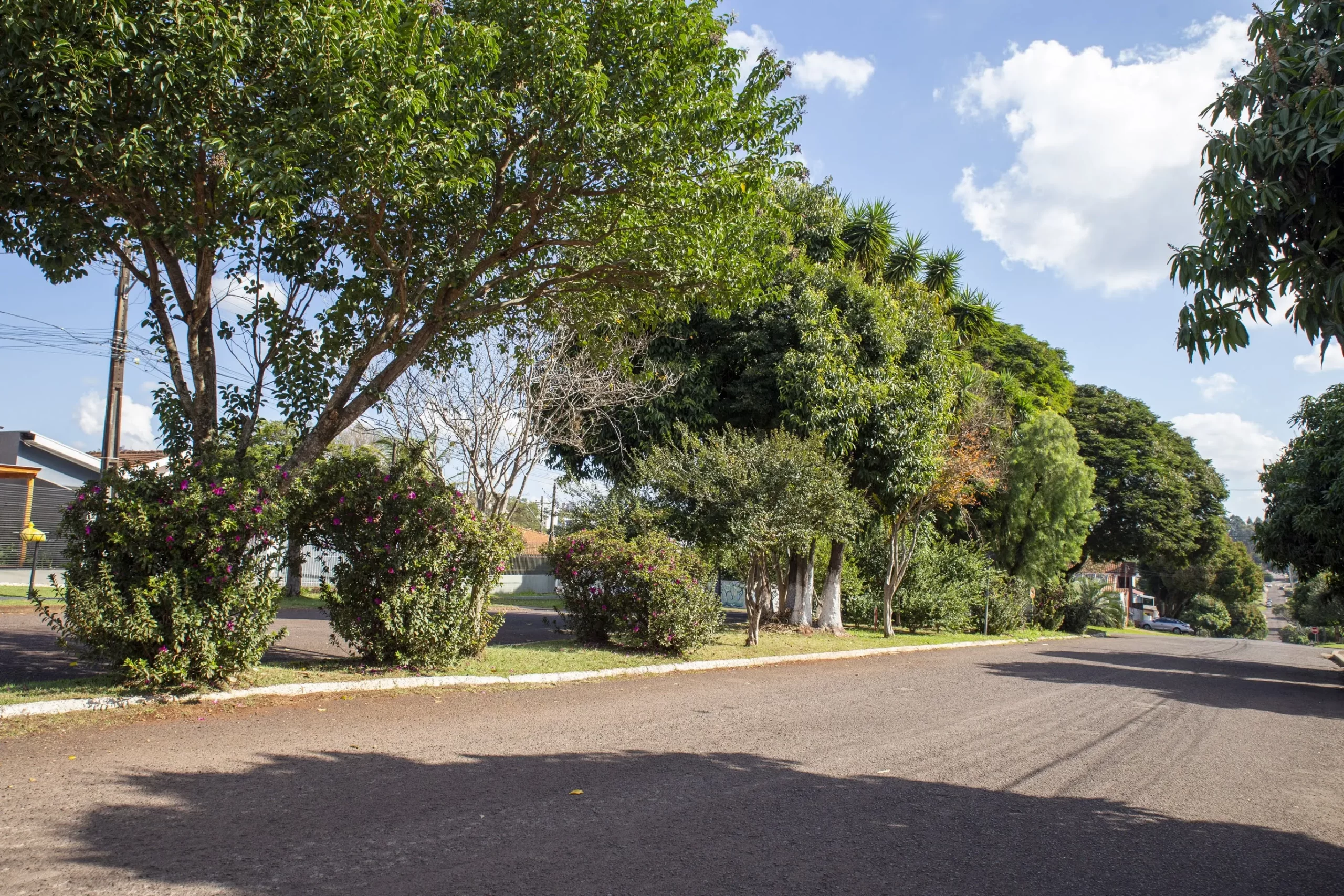 MPPR obtém decisão judicial liminar proibindo corte de árvores pela Prefeitura de Cascavel