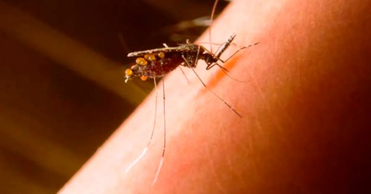 Formas silenciosas de malária desafiam planos de eliminação da doença no Brasil