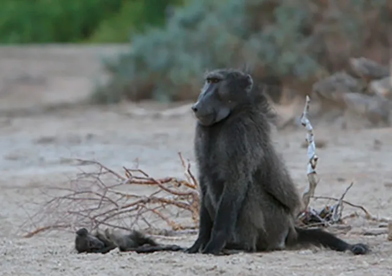 Como os animais reagem à morte de seus filhotes?