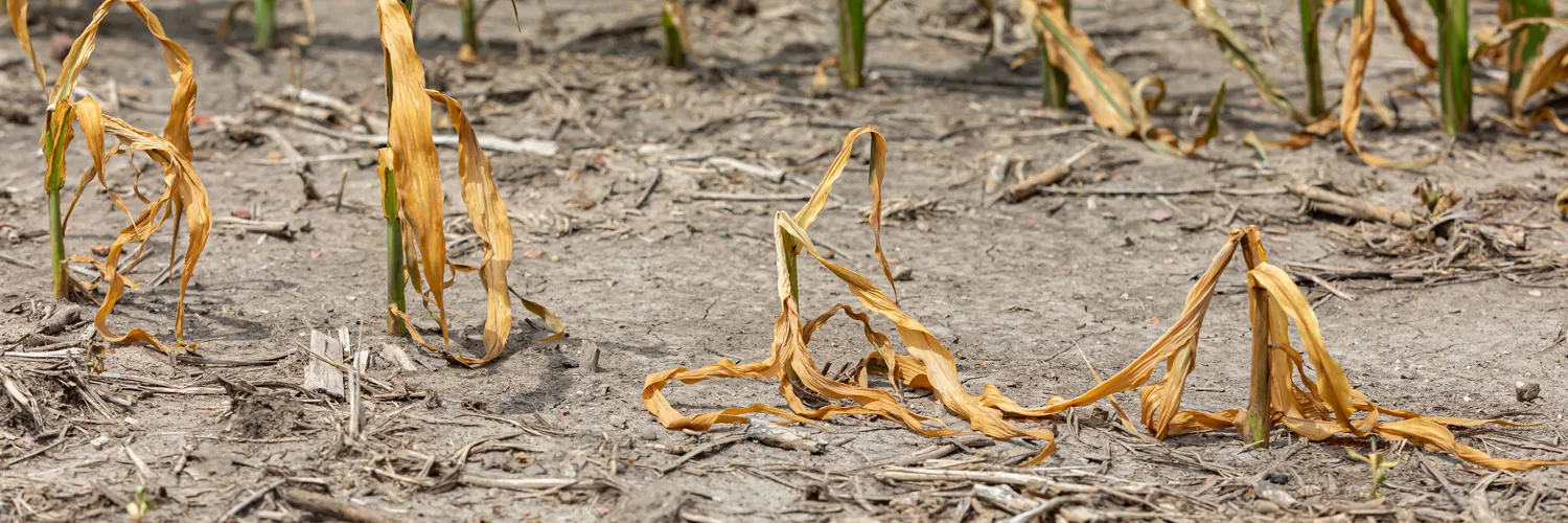 Governo decreta emergência hídrica no Paraná diante de estiagem prolongada