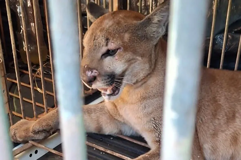 Técnicos do IAT capturam e soltam, no mesmo dia, onça-parda encontrada em sítio de Marialva