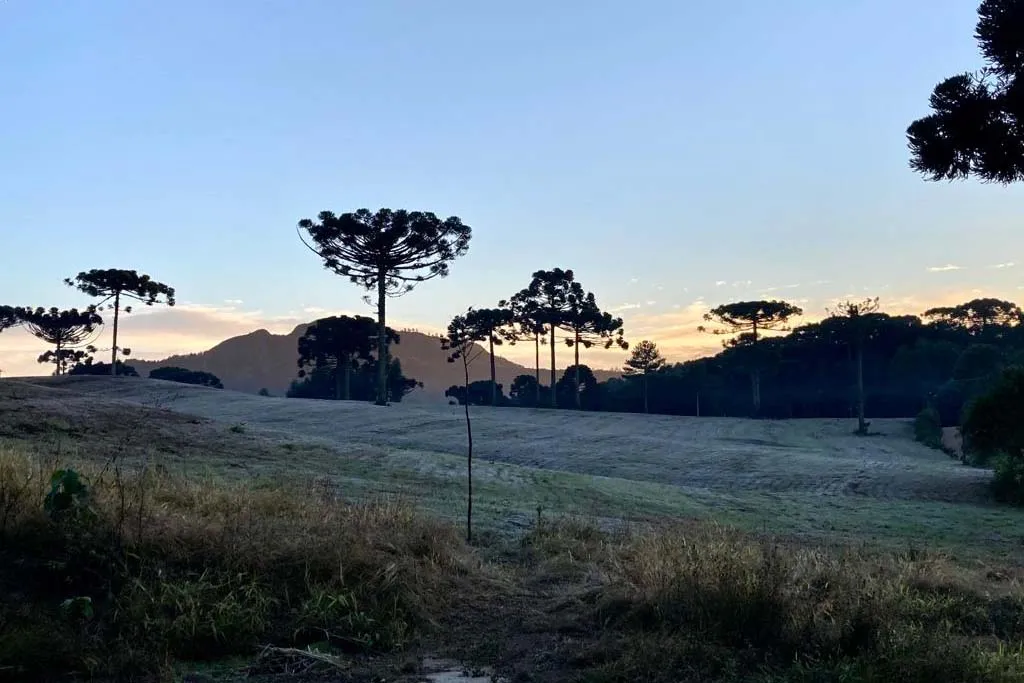 Onda de frio no campo: IDR-Paraná reforça cuidados em culturas mais sensíveis
