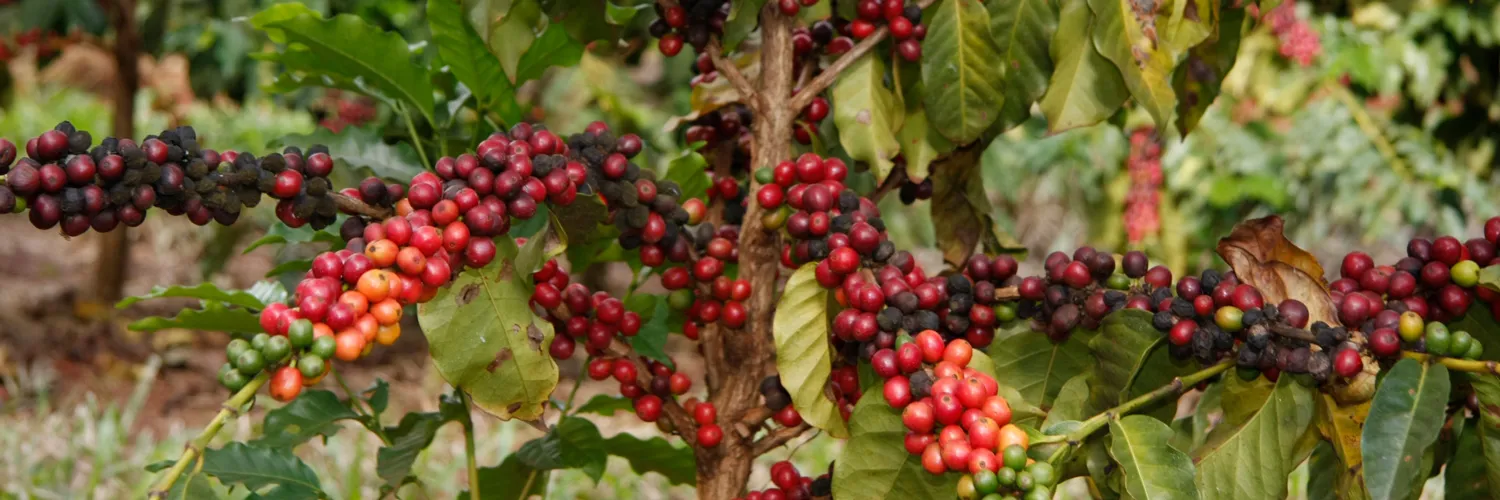 Alerta nas lavouras: FAEP pede reforço na segurança contra furtos de café