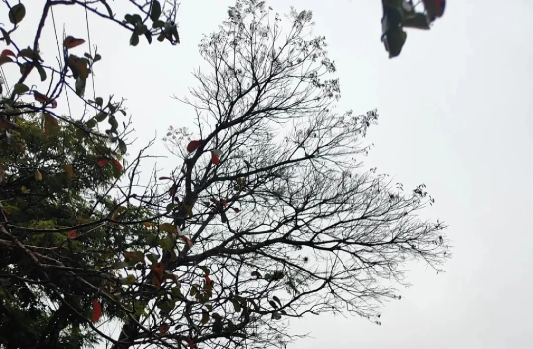 Frente fria chega a Cascavel com chuva, queda nas temperaturas e risco de geada