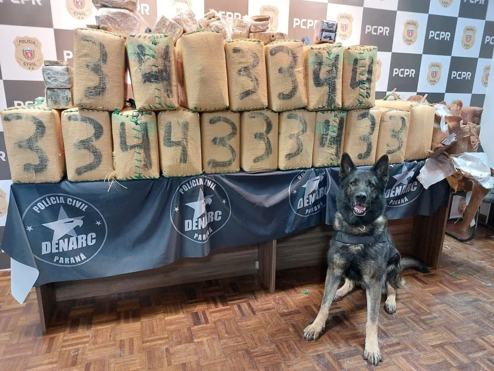 Polícia Civil realiza maior apreensão de haxixe da história do Paraná