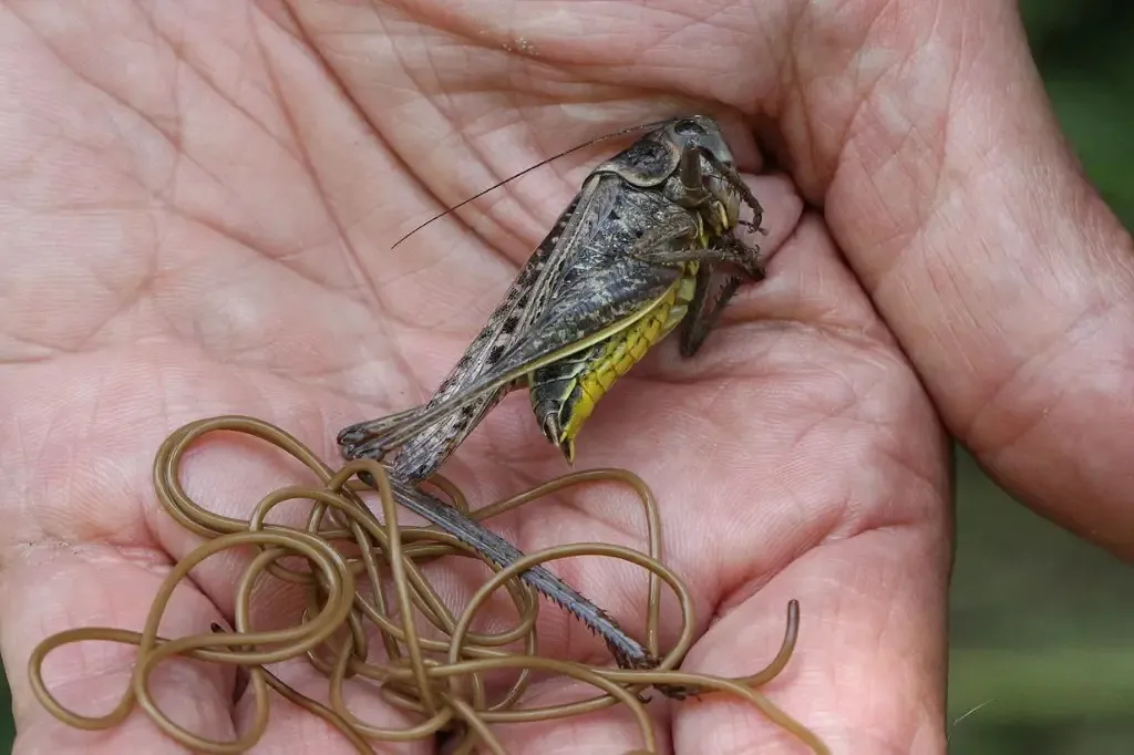 Vermes que controlam mentes: o terror real que assombra o mundo dos insetos