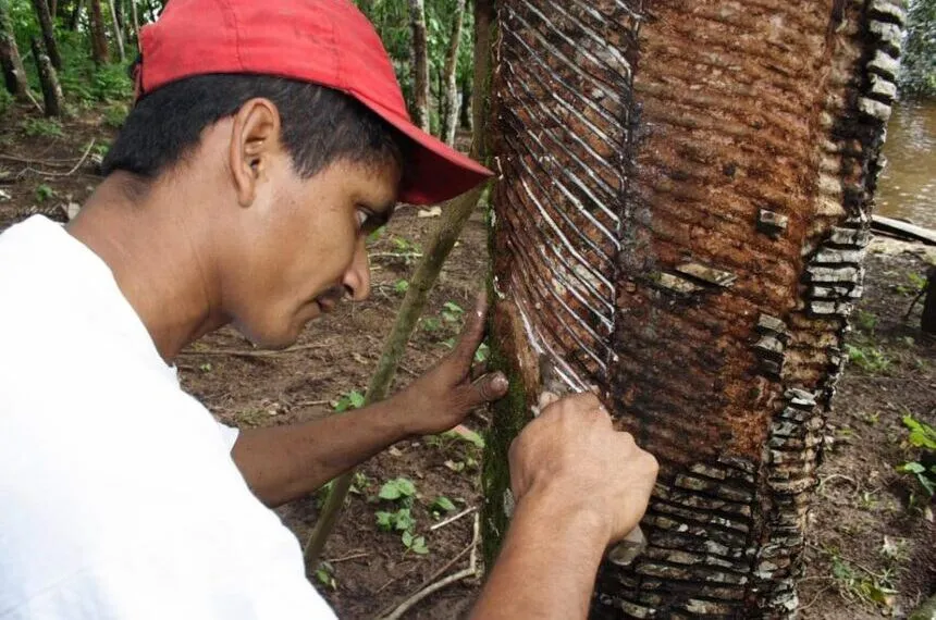 Projeto busca facilitar acesso de populações extrativistas ao crédito rural
