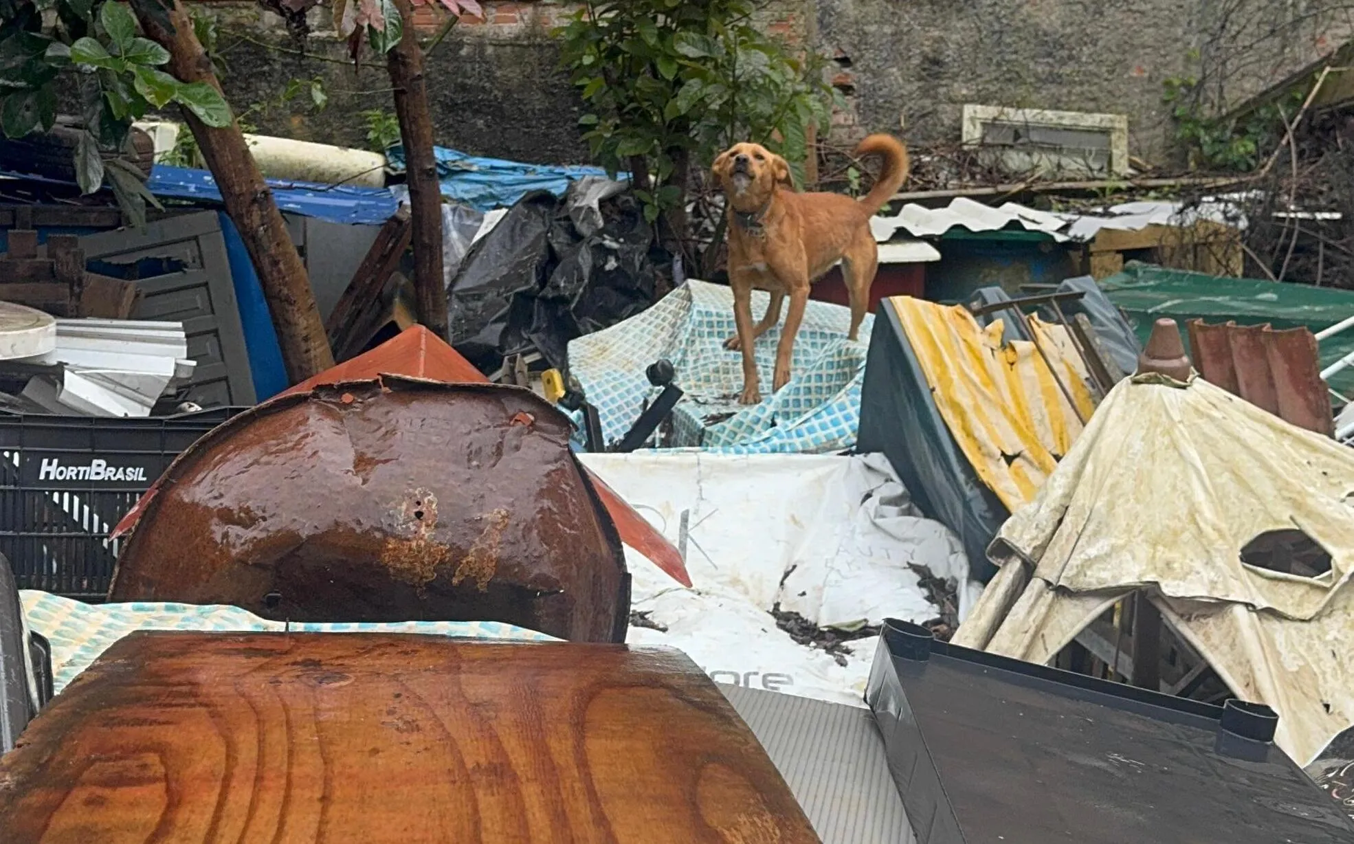 Polícia Civil prende mulher por maus-tratos e resgata 18 cães