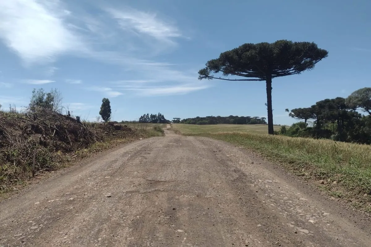 Homem que desmatava floresta da maior reserva de araucárias do mundo é condenado no PR
