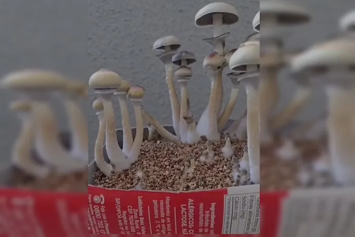 Estudante de veterinária da UnB é presa por traficar droga conhecida como Blue Honey