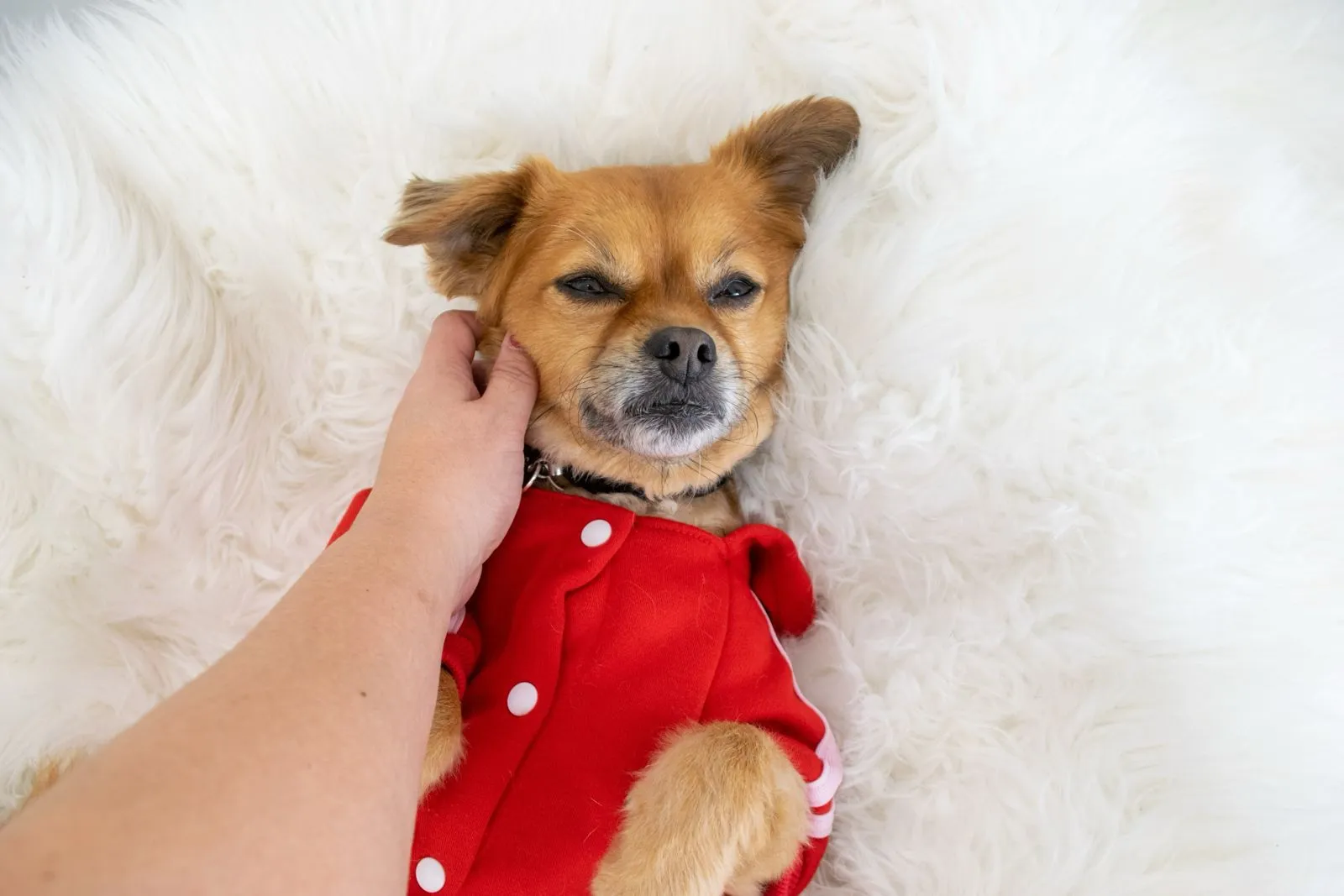 Temperaturas mais baixas exigem atenção redobrada à saúde dos pets