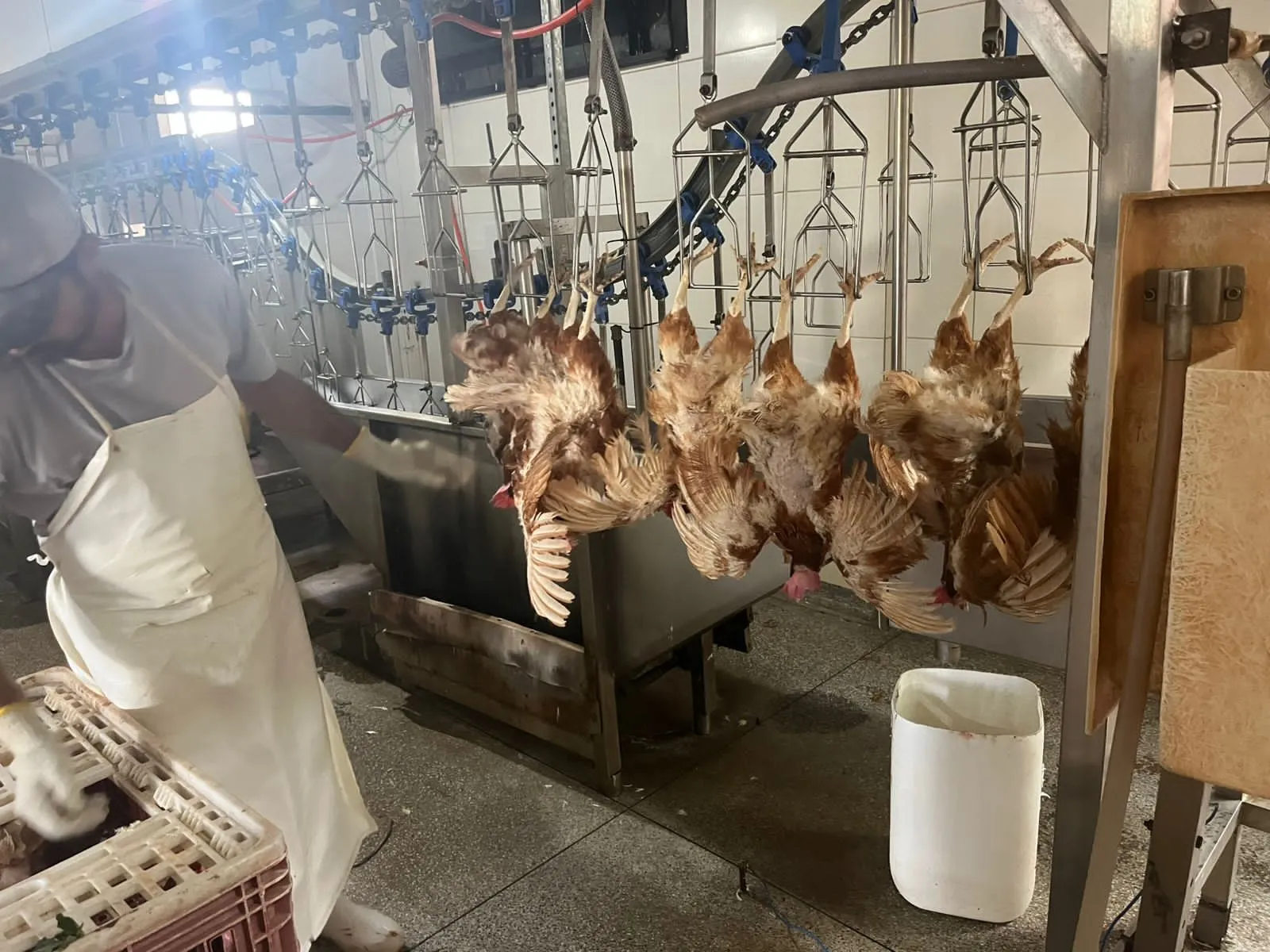 Prefeitura de Foz formaliza abate sanitário de 6 mil aves apreendidas pela PF