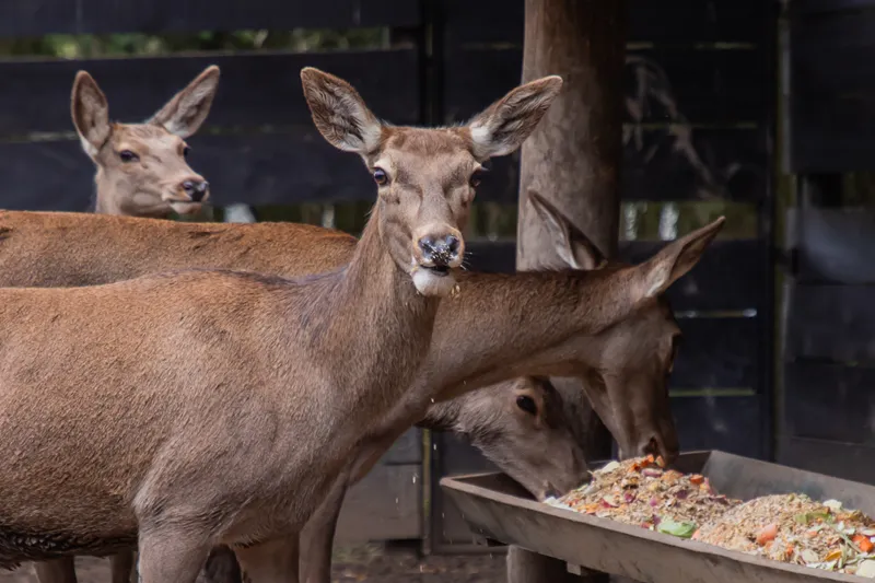 Cardápio de inverno dos animais do Zoo de Curitiba tem até polenta com frango