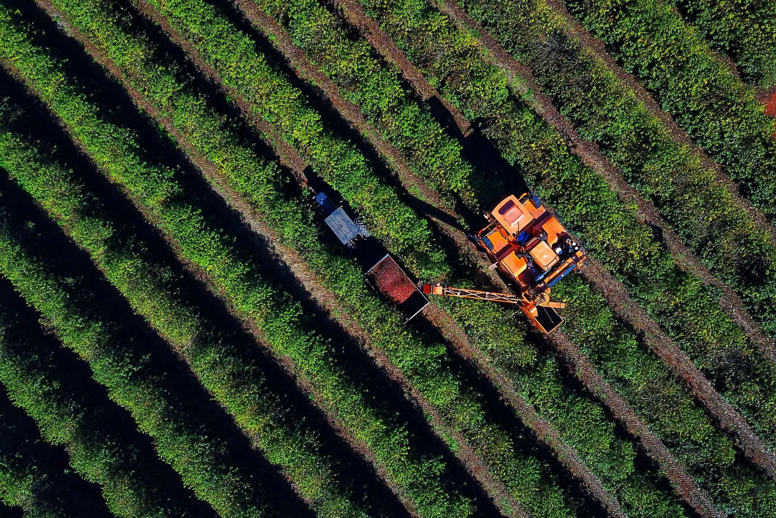 Colheita de 713 mil sacas de café chega a 36% no Paraná; cultura alcança R$ 1,1 bilhão