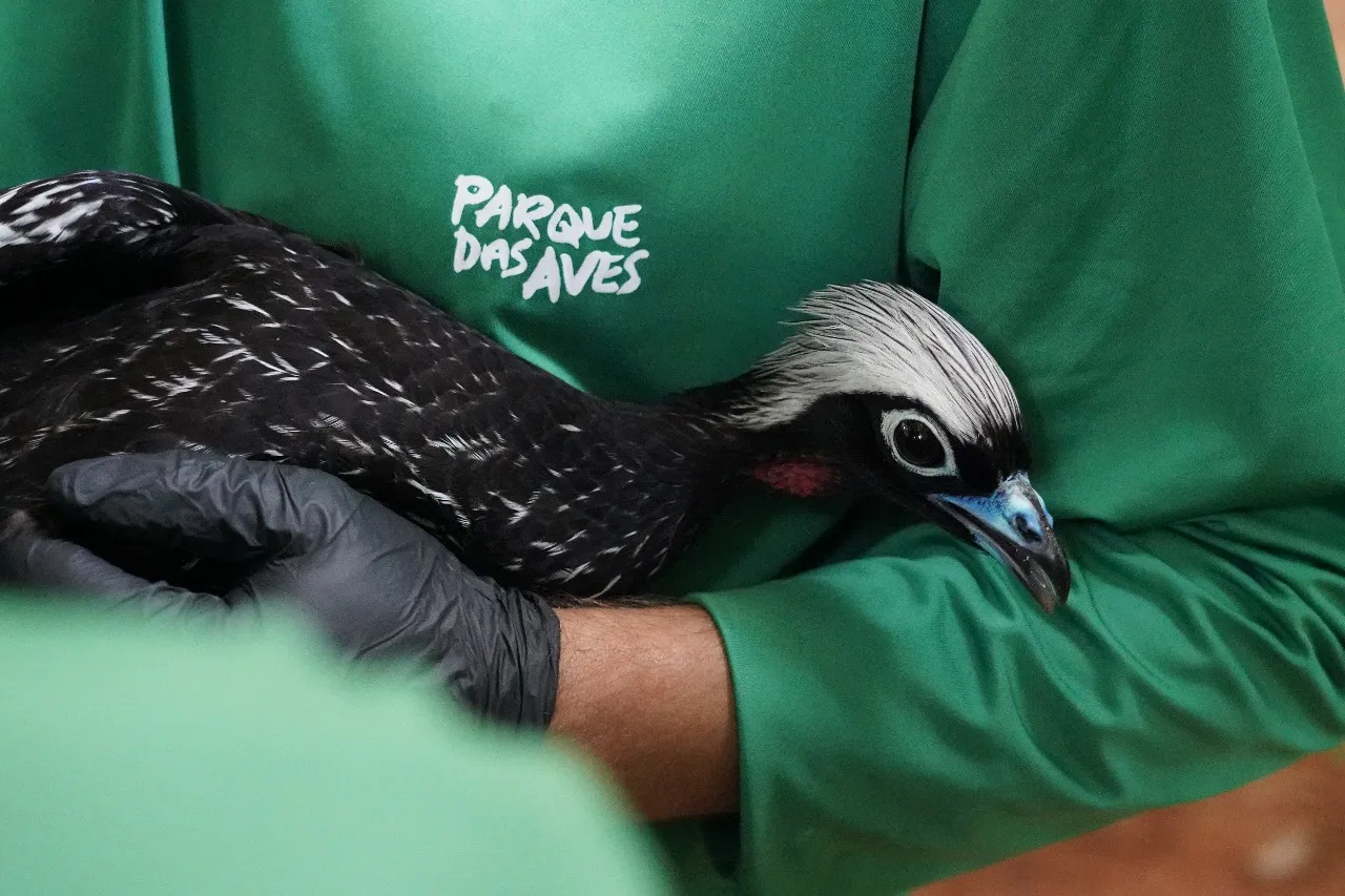 Três jacutingas nascidas no Parque das Aves são enviadas para reintrodução na Mata Atlântica