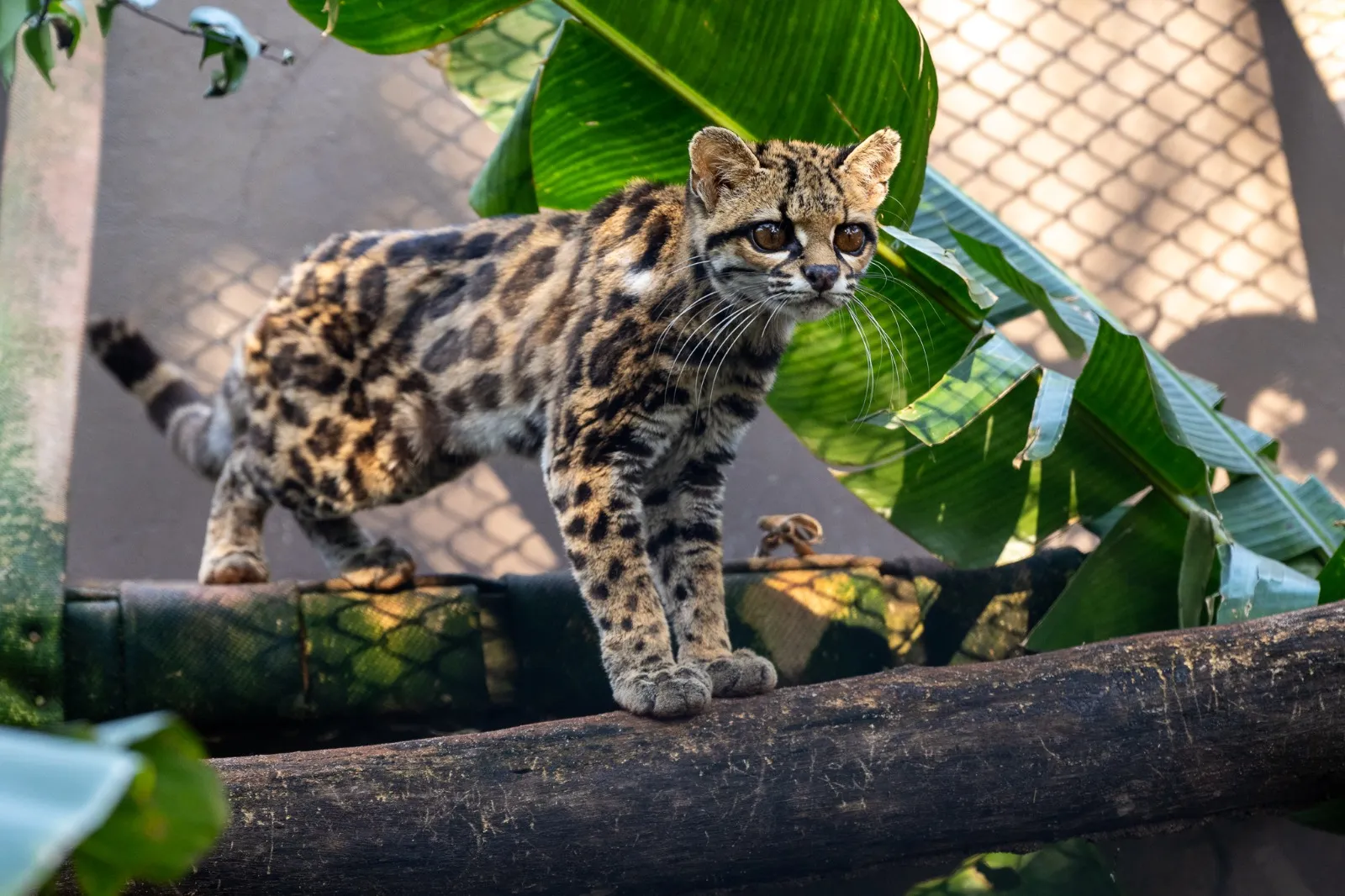 Filhote de gato-maracajá e harpias recebem microchip no Refúgio Biológico da Itaipu