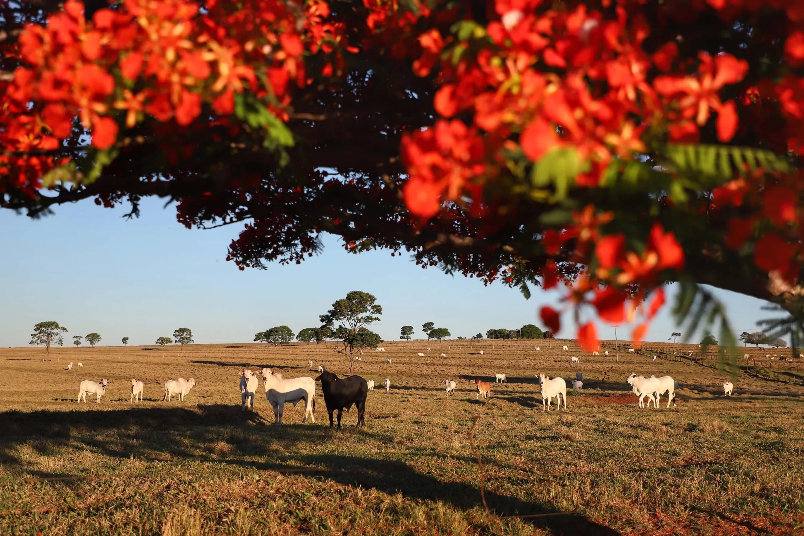 Atualização de rebanhos entra na última semana com 70,3% das propriedades cadastradas