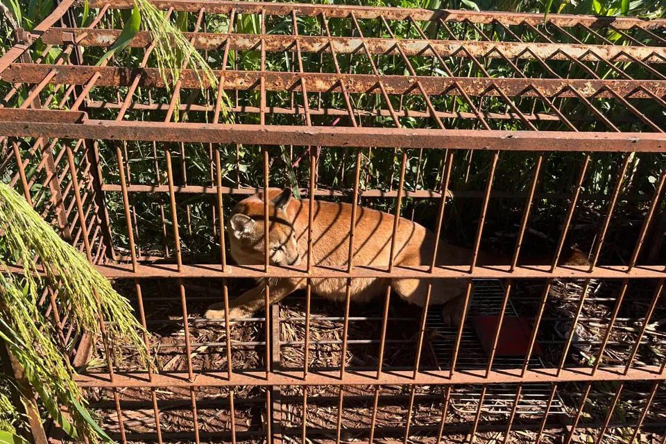 IAT devolve à natureza filhote de onça-parda capturado em propriedade rural do Noroeste