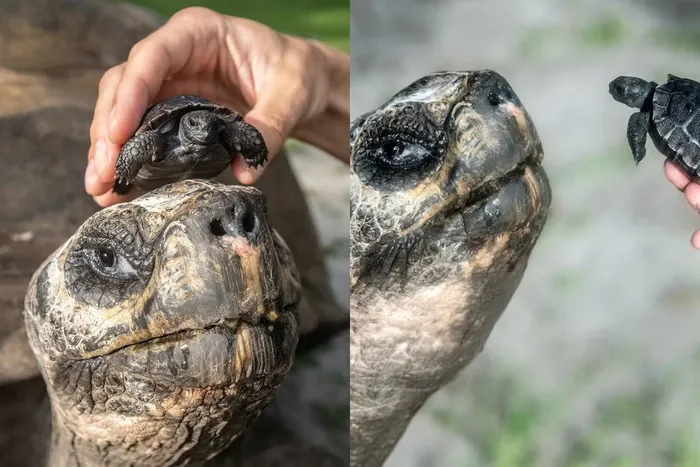 Tartaruga de 135 anos vira pai pela 1ª vez e pode entrar para o Guinness