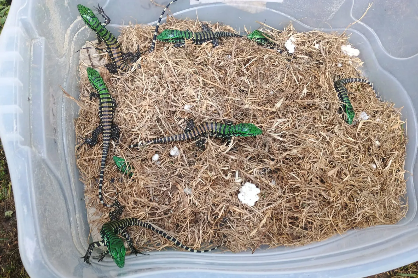 Lagarto teiú: o gigante adormecido do inverno paranaense