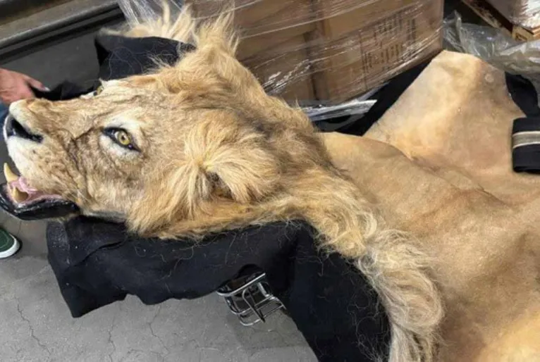 Ibama apreende partes de girafa e leão no Aeroporto de Guarulhos